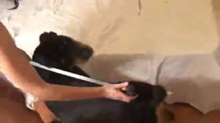 Як зани узбак бо саг сайру гашт карда, баъдан аз ӯ алоқаи ҷинсӣ кардааст