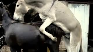 Сонун зоопарк сексинде эшек атты катуу тээйт
