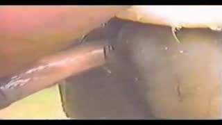 Айгыр бээни жабышат