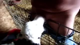 Ҷинсӣ дар боғи ҳайвонот: марди зоофил дар даҳони гӯсолаи ҷавон кончат медиҳад